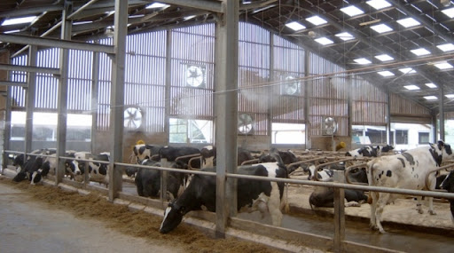 Lĩnh vực chăn nuôi gia súc và giải pháp chuồng trại